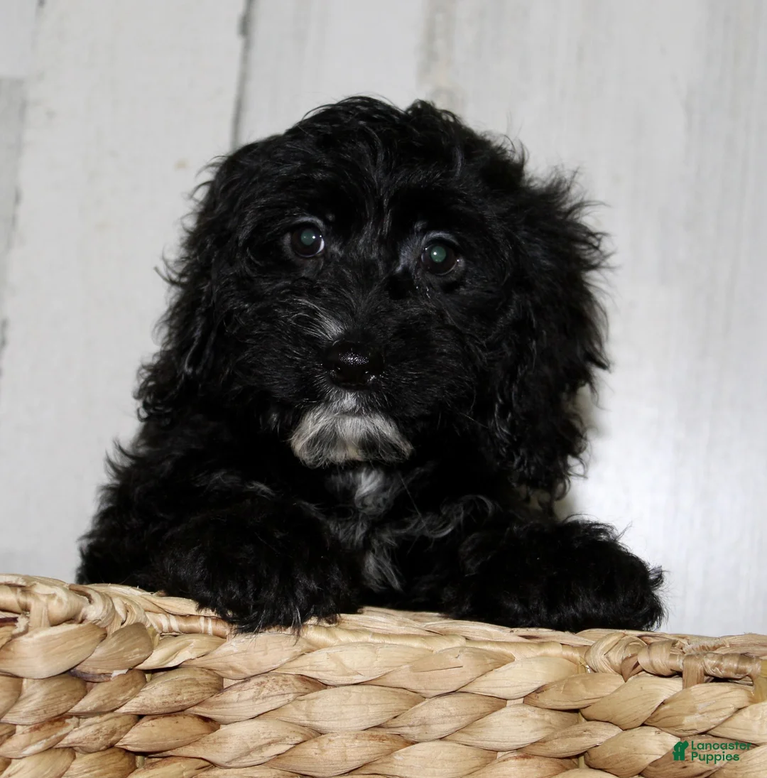 Cockapoo dogs for sale: Coco - Ad 5
