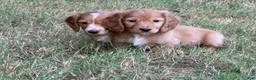 Miniature Dachshund dogs for sale: Dark cream  - Ad 14