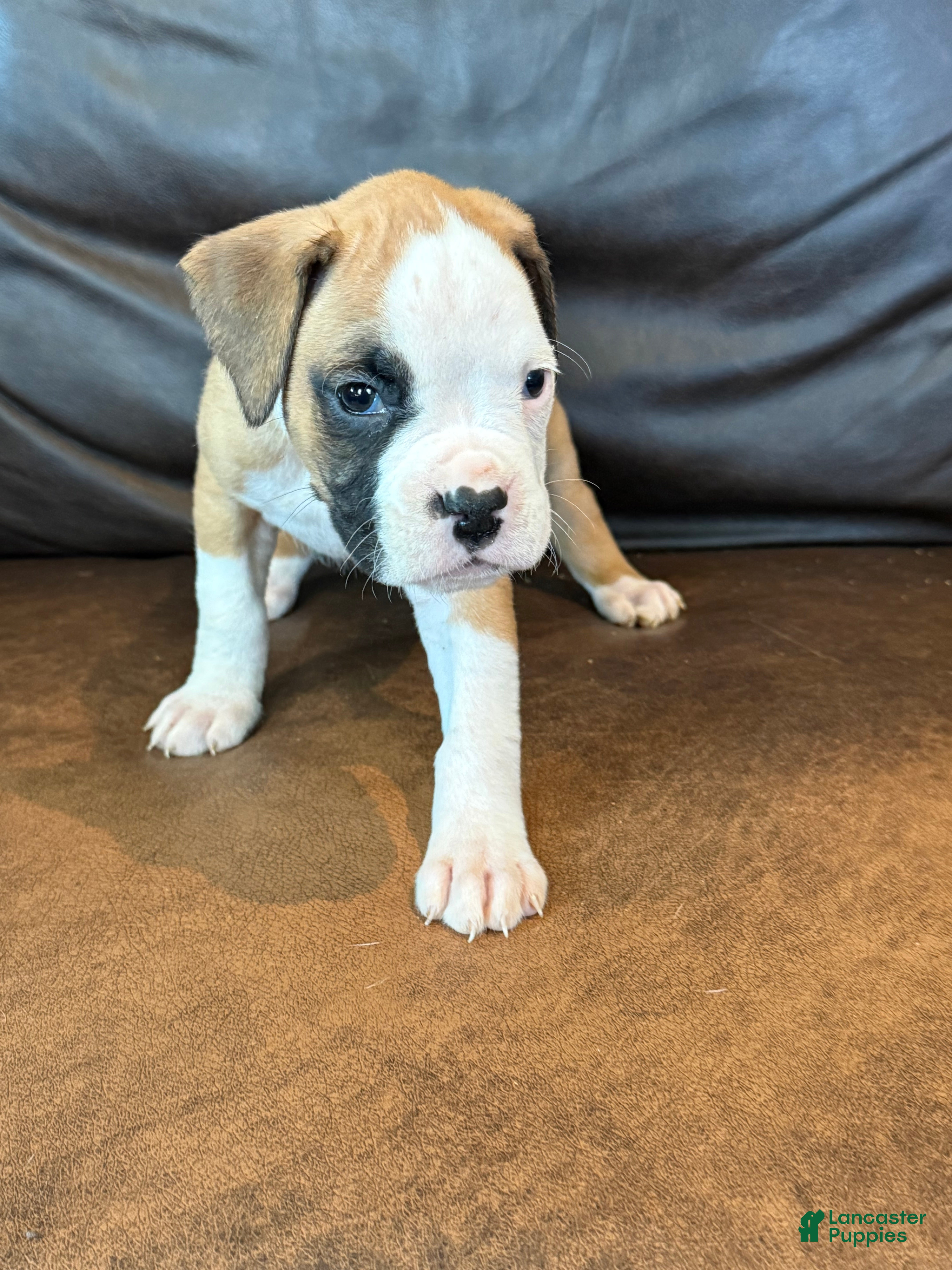 Boxer dogs Trixie - Ad 2