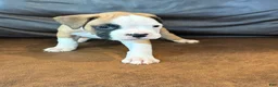Boxer dogs for sale: Trixie - Ad 2