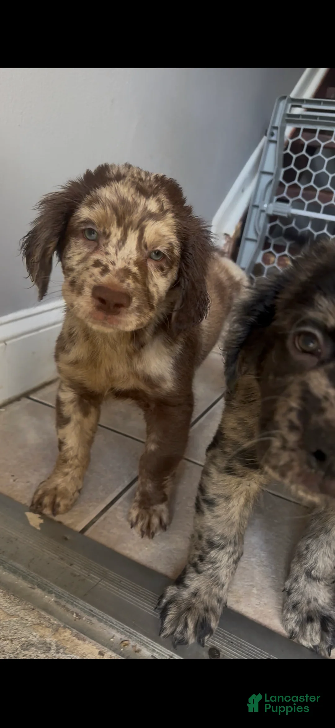 Goldendoodle dogs for sale: Goldendoodle Puppy 2 - Ad 2