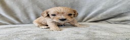 Cavapoo dogs for sale: Anellini - Ad 3