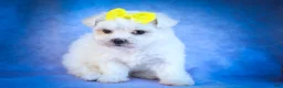 Maltese dogs for sale: Miley💜 - Ad 3