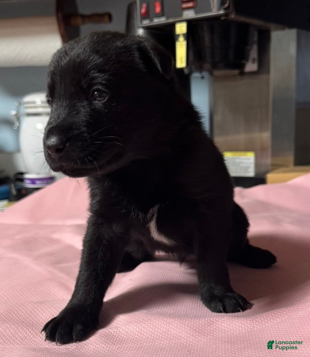 Gerberian Shepsky dogs for sale: Gerberian Shepsky Puppy 1 - Ad 1