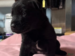 Gerberian Shepsky dogs Gerberian Shepsky Puppy 1 - Ad 31