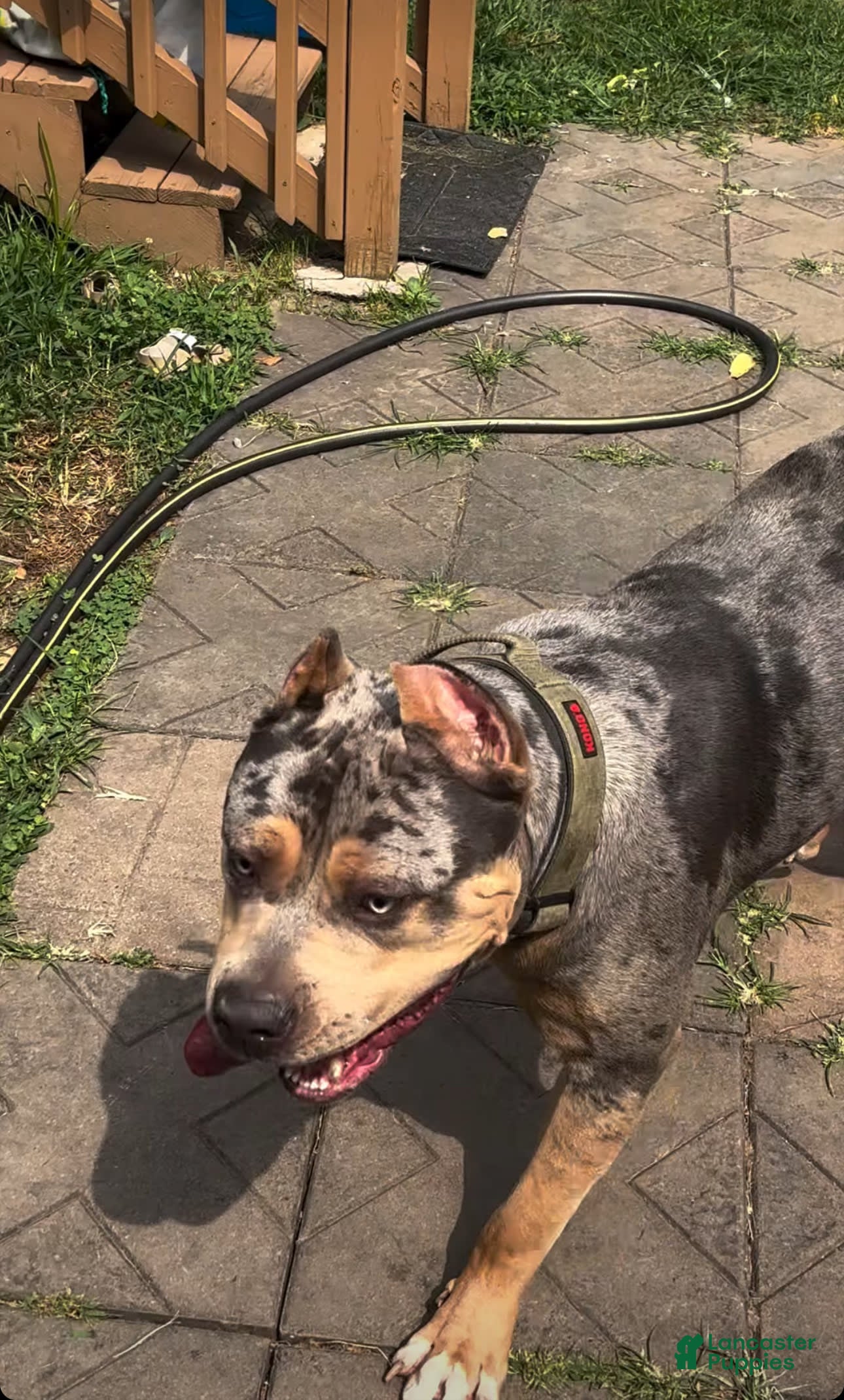 American Bully dogs Bru - Ad 1