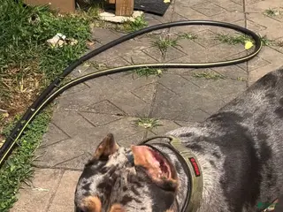 American Bully dogs Bru - Ad 1