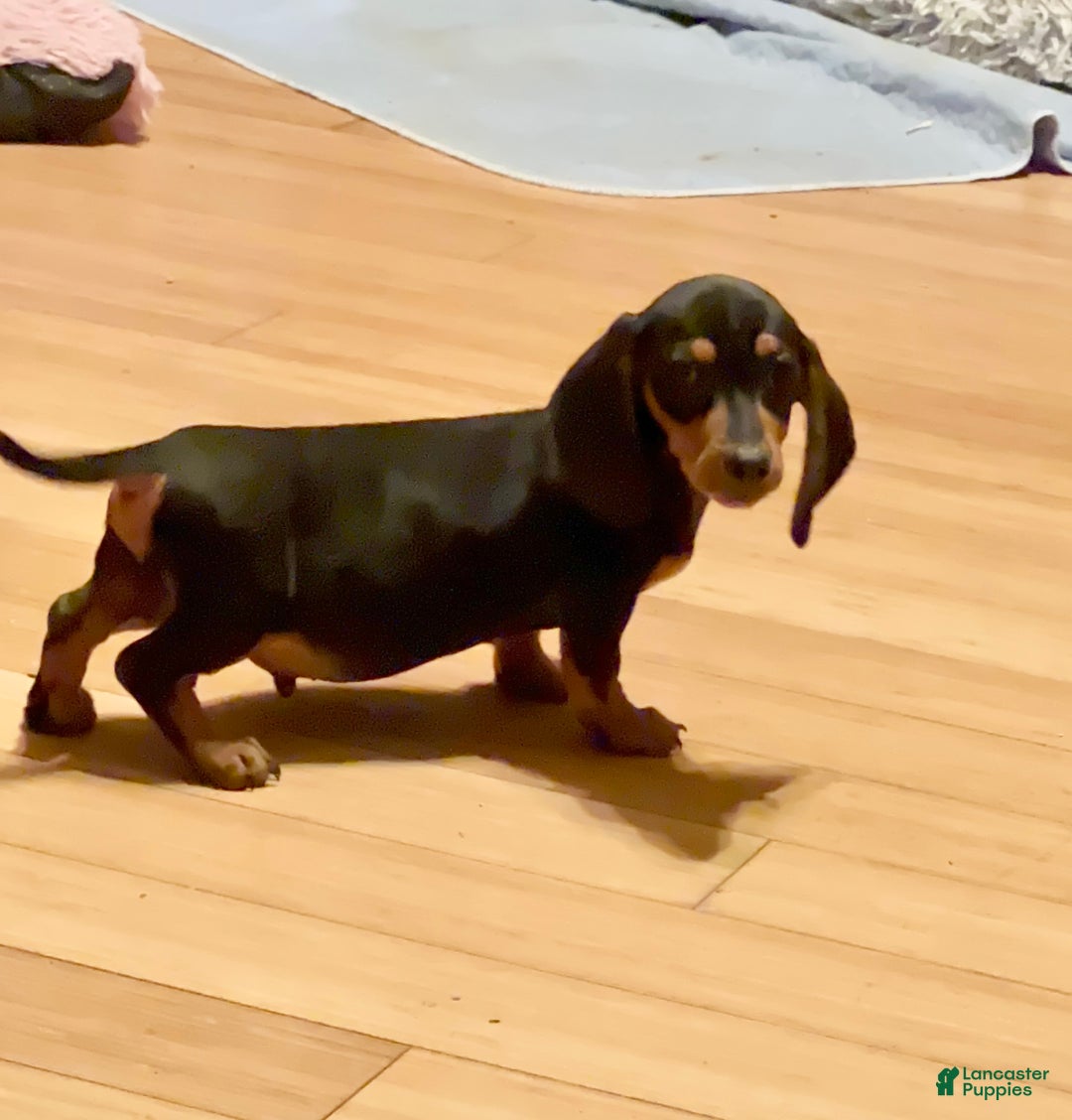 Miniature Dachshund dogs for sale: AKC am red ch - Ad 12