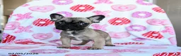 French Bulldog dogs for sale: Peaches - Ad 1
