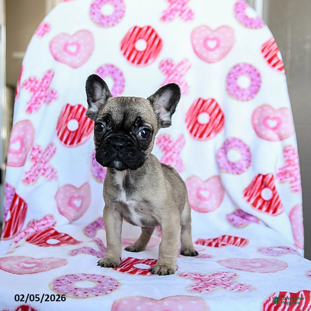 French Bulldog dogs for sale: Peaches - Ad 1