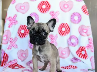 French Bulldog dogs Peaches - Ad 2