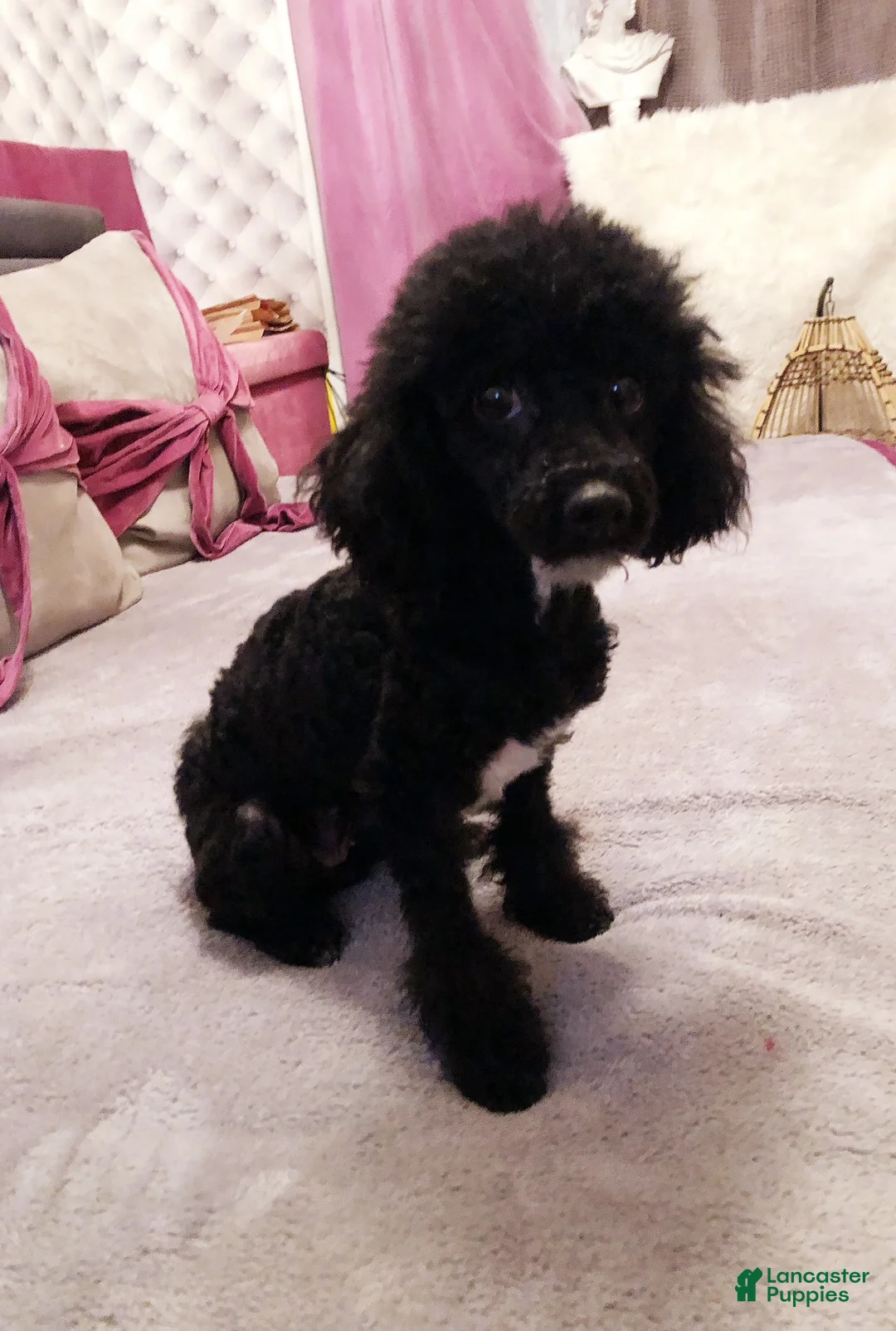 Toy Poodle dogs for sale: Alexas Toy Poodle Puppy - Ad 5
