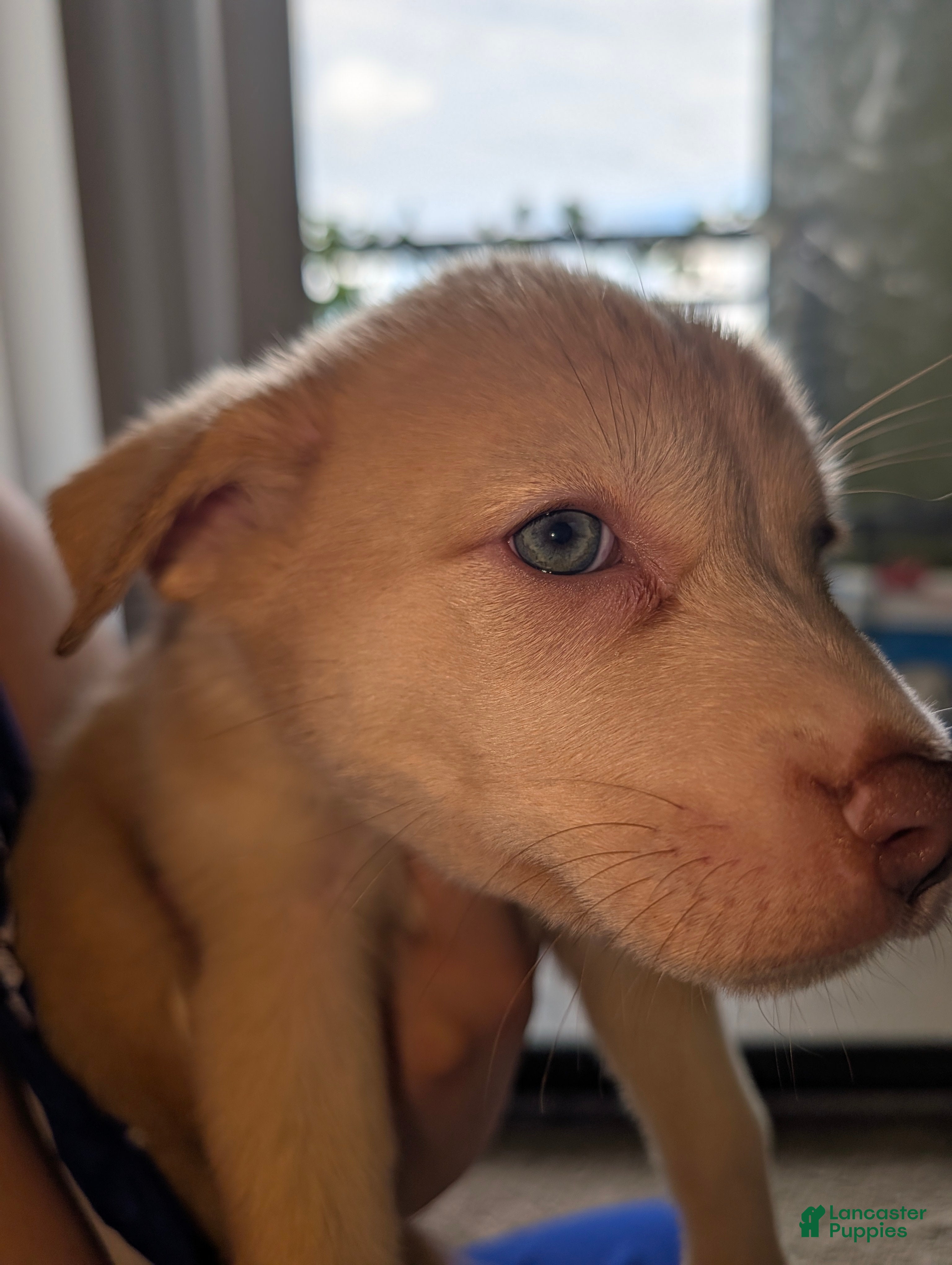 Pitsky dogs Peena - Ad 2