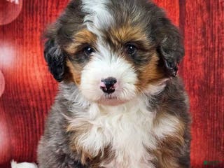 Mini Bernedoodle dogs London - Ad 7