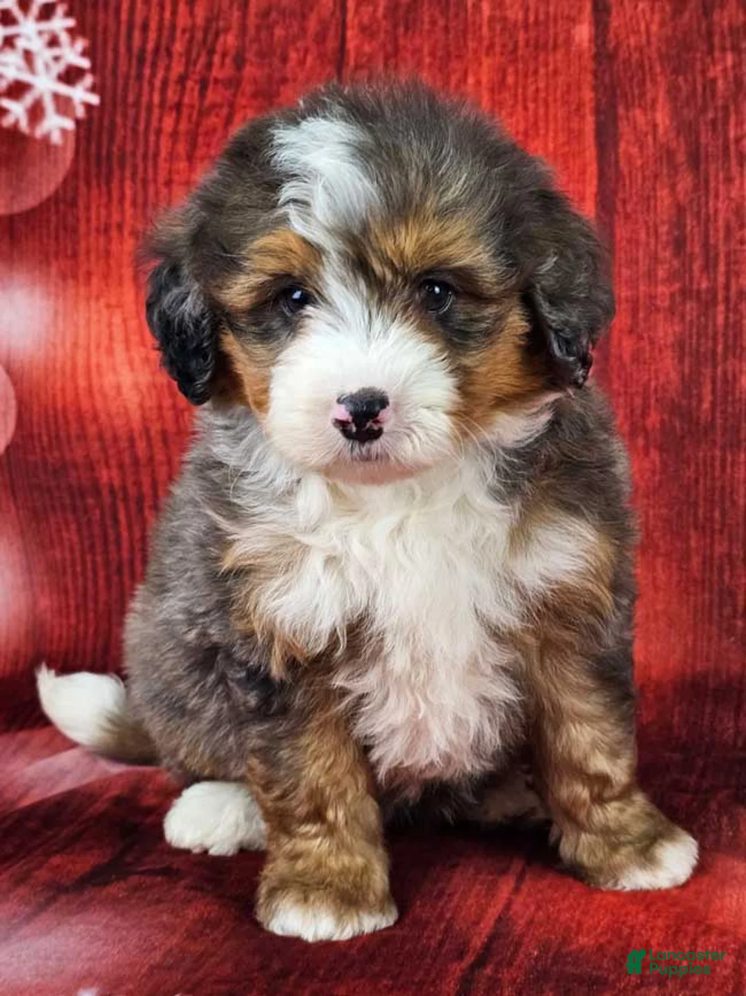 Mini Bernedoodle dogs for sale: London - Ad 1