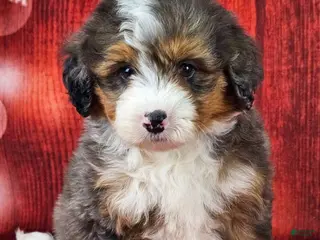 Mini Bernedoodle dogs London - Ad 20