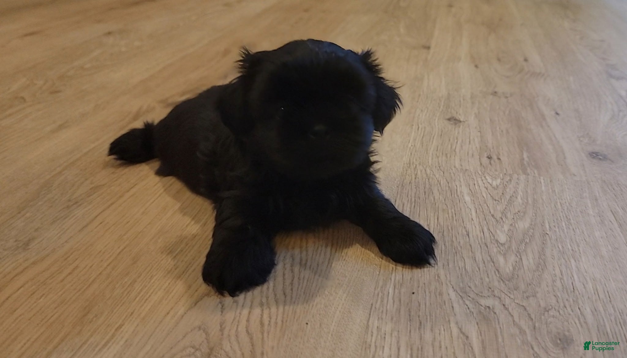 Shih Tzu dogs Onyx - Ad 8