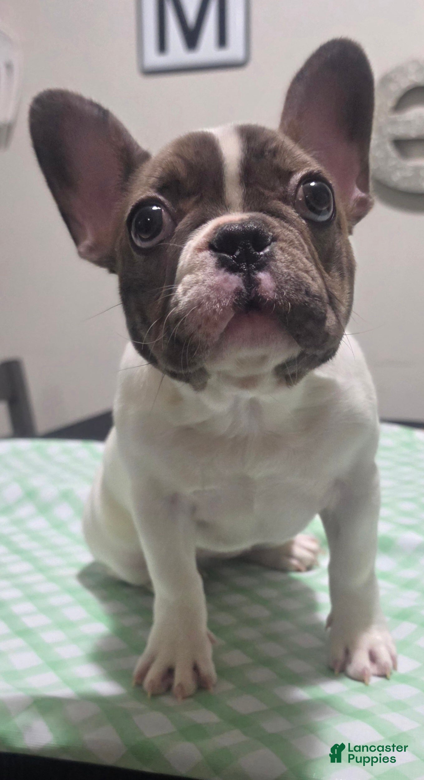French Bulldog dogs Fiona - Ad 9