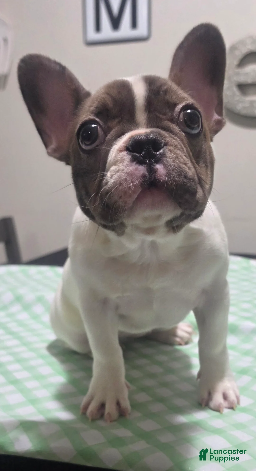French Bulldog dogs for sale: Fiona - Ad 1