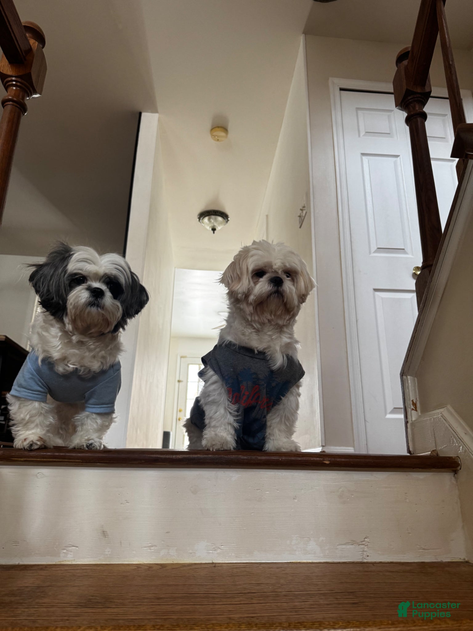 Shih Tzu dogs for sale: Shiro - Ad 9
