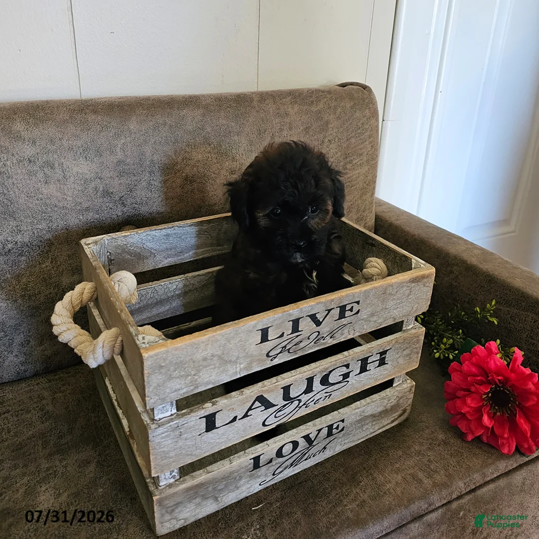 Miniature Poodle dogs for sale: Opal - Ad 4