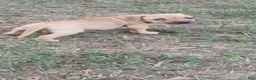 American Pit Bull Terrier dogs for sale: American Pit Bull Terrier 1 - Ad 8