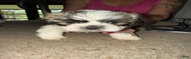 Lhasa Apso Puppy 2
