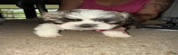 Lhasa Apso dogs for sale: Lhasa Apso Puppy 2 - Ad 1