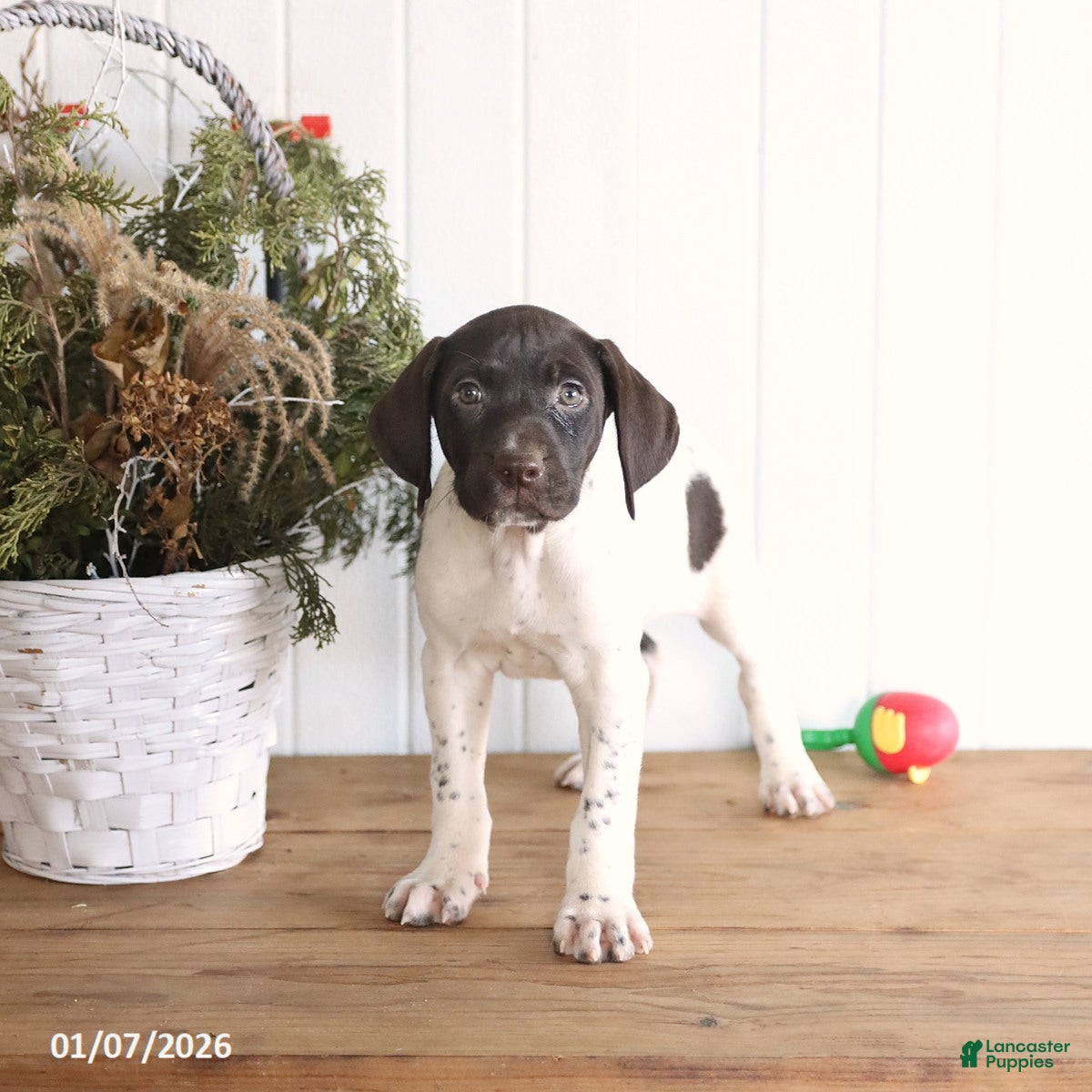 German Shorthaired Pointer dogs Gabby - Ad 18