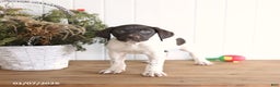 German Shorthaired Pointer dogs for sale: Gabby - Ad 1