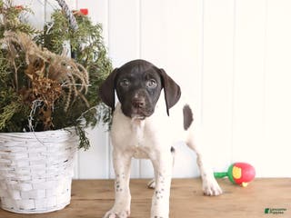 German Shorthaired Pointer dogs Gabby - Ad 23