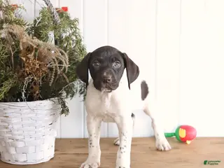 German Shorthaired Pointer dogs Gabby - Ad 40