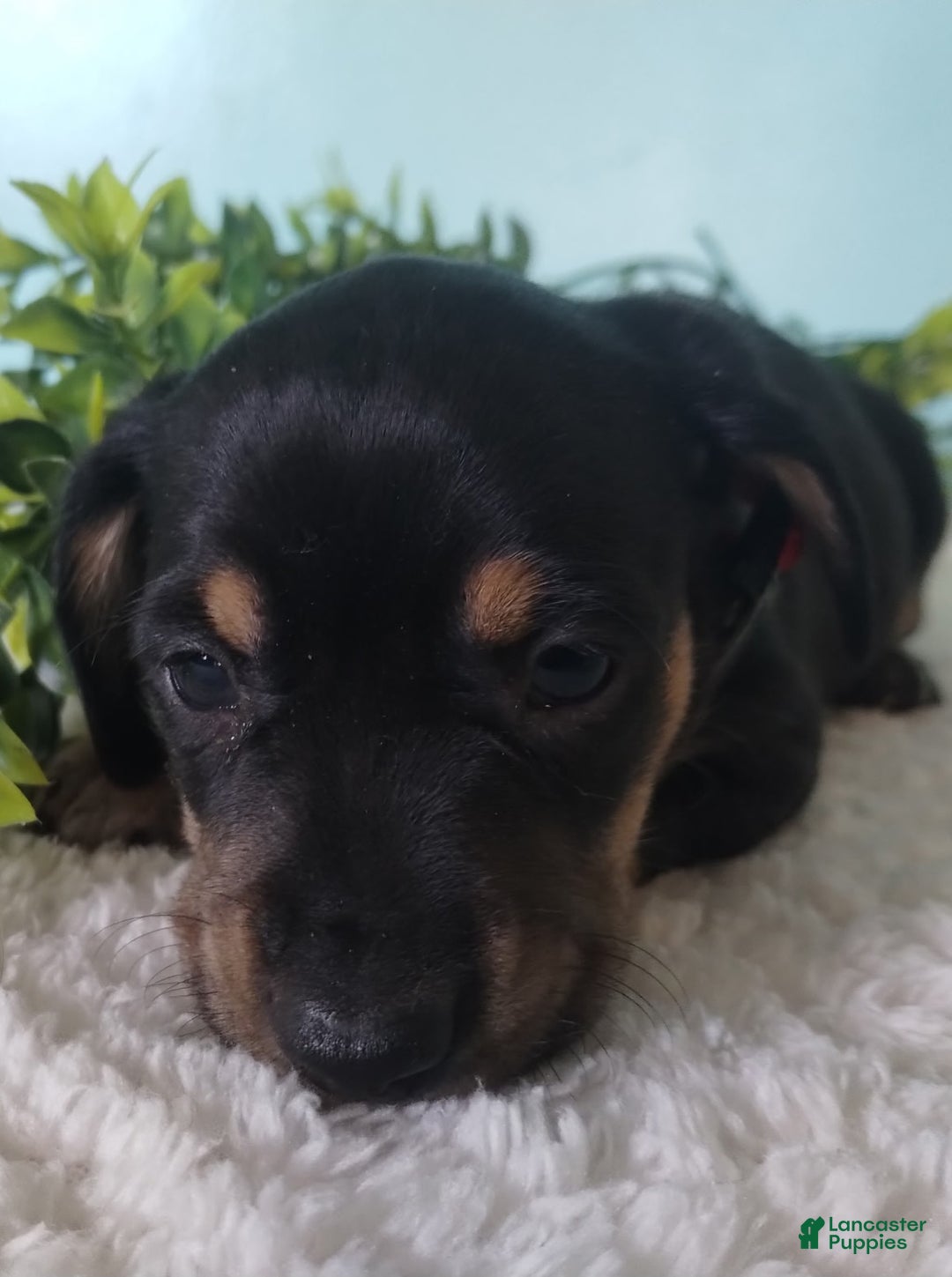 Miniature Dachshund dogs for sale: Fido - Ad 14