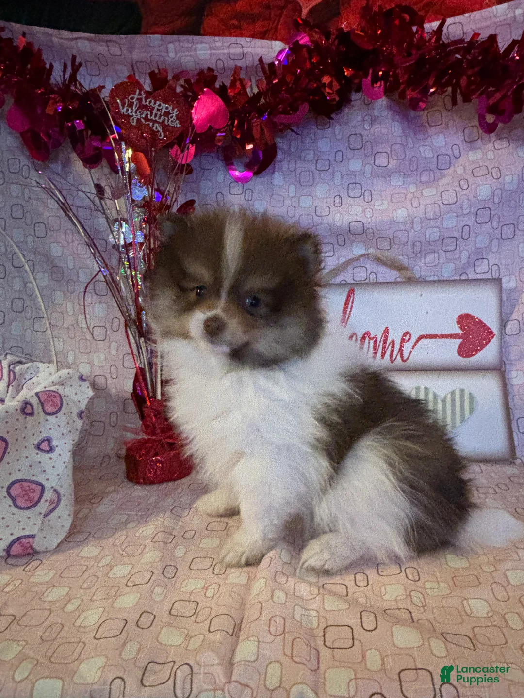 Pomeranian dogs for sale: Jasper - Ad 7