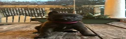 Dutch Shepherd dogs for sale: Dutch Shepherd 1 - Ad 10