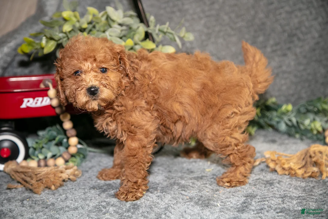 Miniature Poodle dogs for sale: Birdie - Ad 3