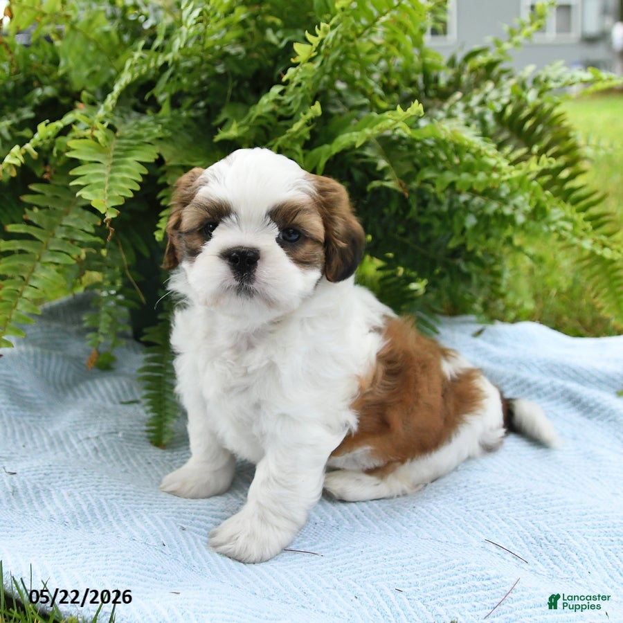 Shih Tzu dogs Teddy - Ad 2
