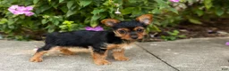 Yorkshire Terrier dogs for sale: Stacey  - Ad 3