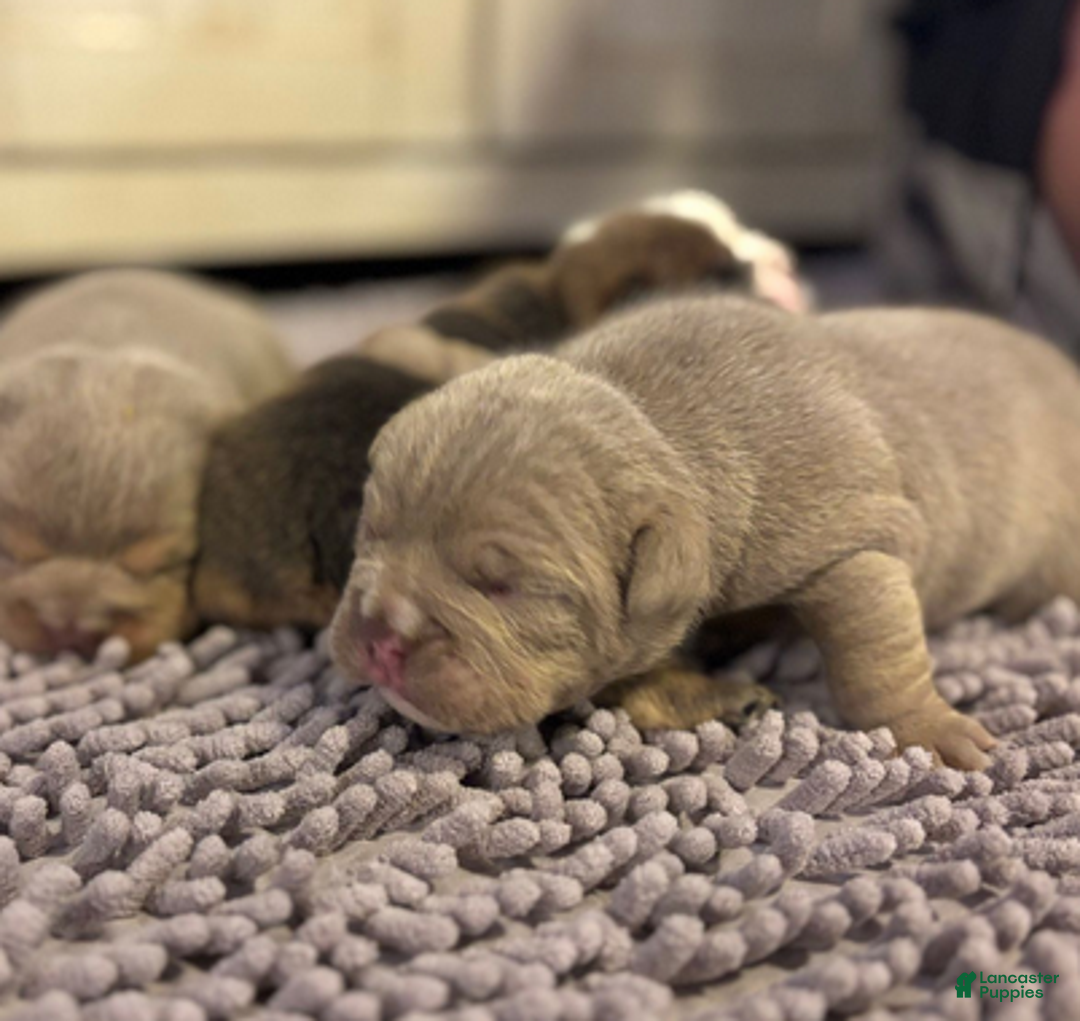 English Bulldog dogs for sale: Emma - Ad 1