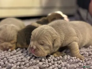 English Bulldog dogs Emma - Ad 33