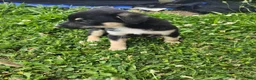 Mixed Breed dogs for sale: Mj - Ad 15
