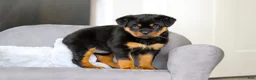Rottweiler dogs for sale: Queen - Ad 13