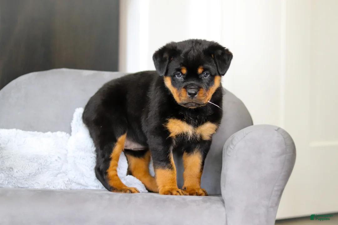 Rottweiler dogs for sale: Queen - Ad 13