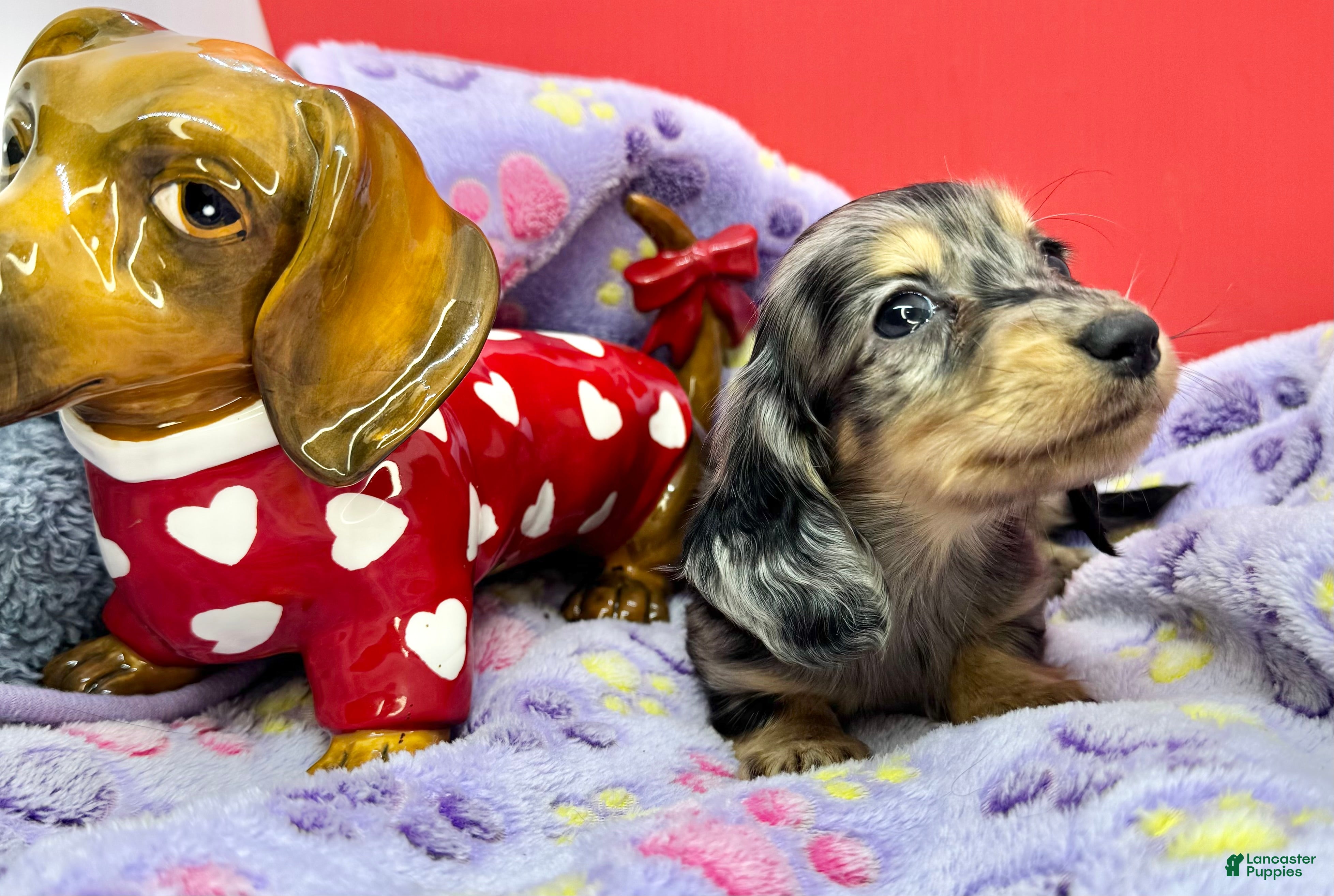 Miniature Dachshund dogs Dapple - Ad 12