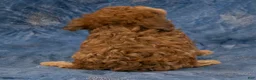 Havapoo dogs for sale: Skye - Ad 4