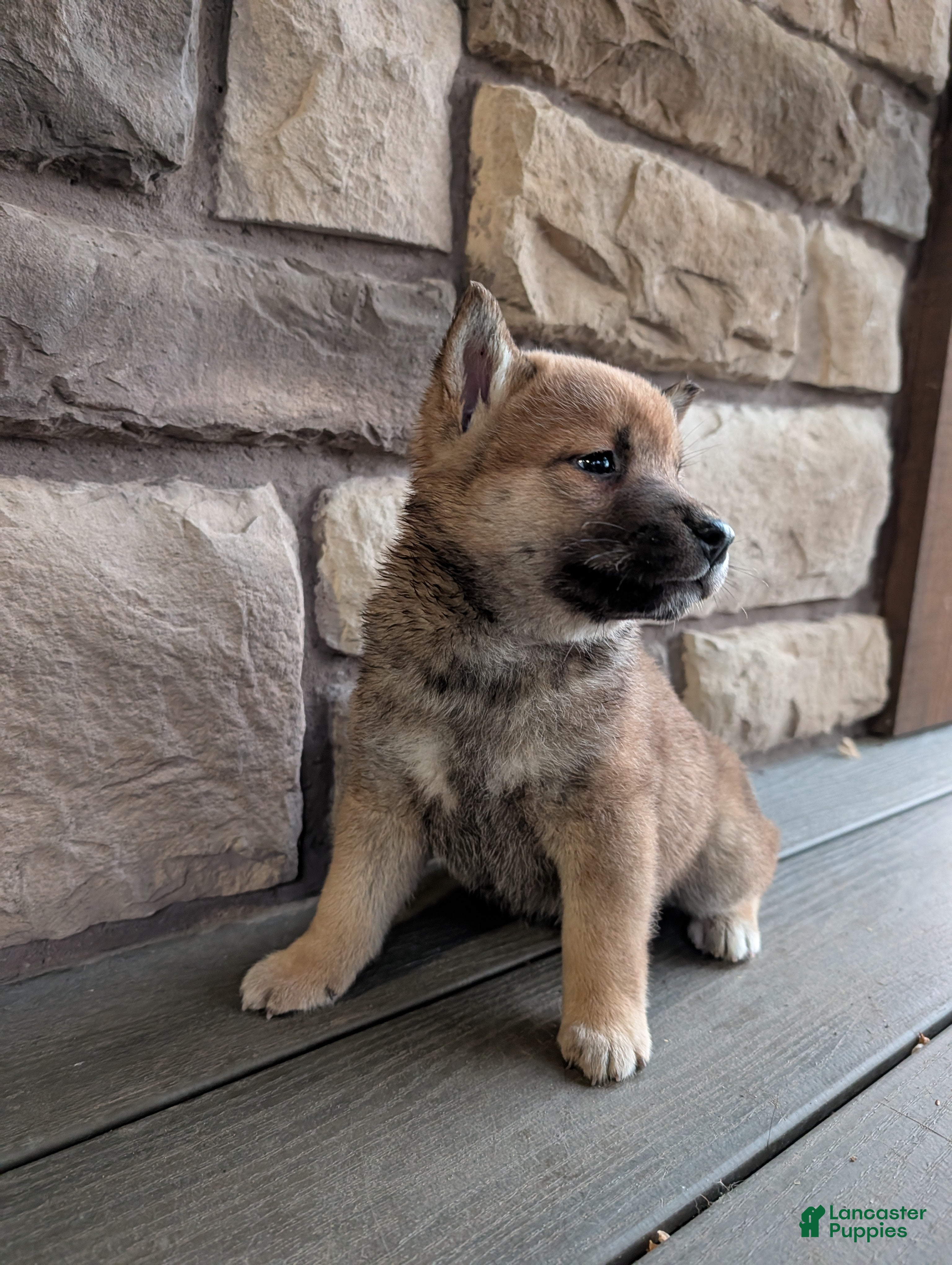 Shiba Inu dogs for sale: Ann - Ad 1