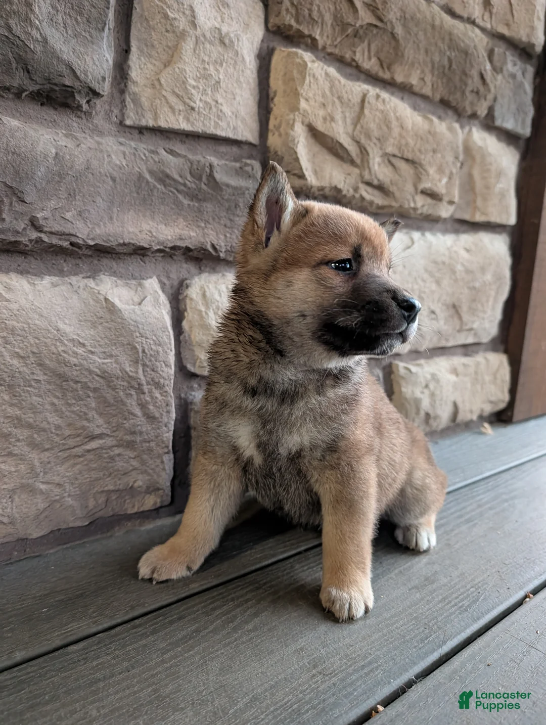 Shiba Inu dogs for sale: Ann - Ad 1