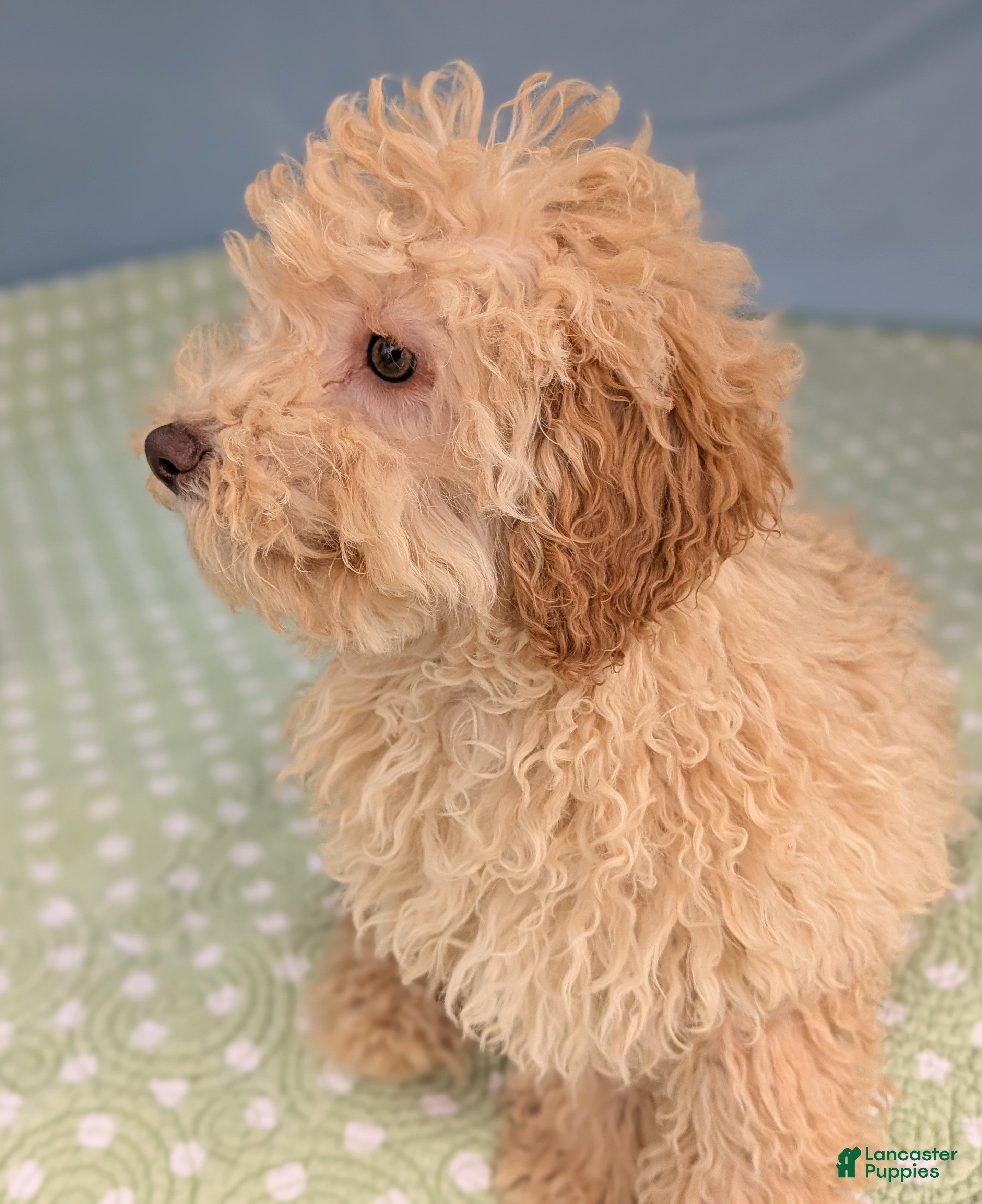 Toy Poodle dogs Fusilli - Ad 11