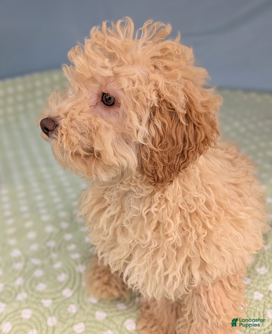 Toy Poodle dogs for sale: Fusilli - Ad 1