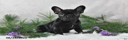 Frenchton dogs for sale: Marshal - Ad 3